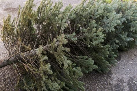 Where DC-area residents can dispose their Christmas trees and holiday decorations